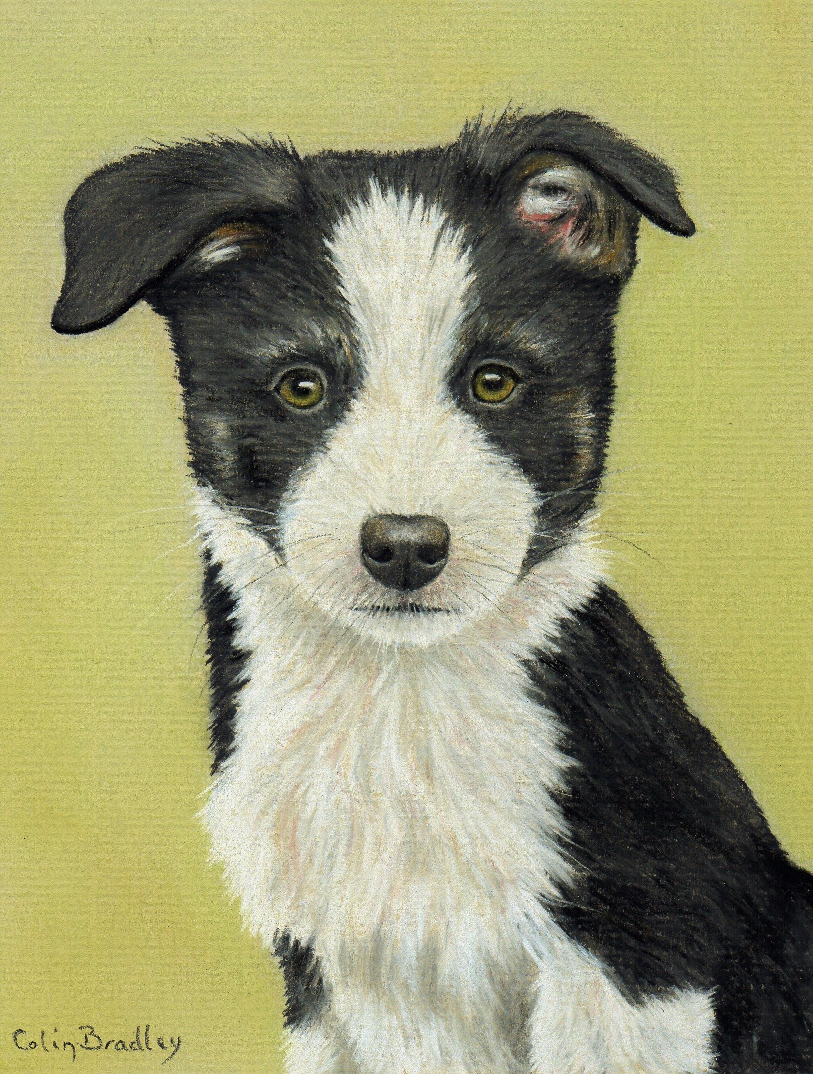 Border Collie Drawing Image