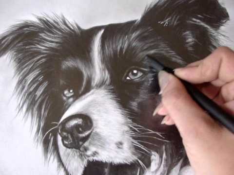 Border Collie Drawing Pic