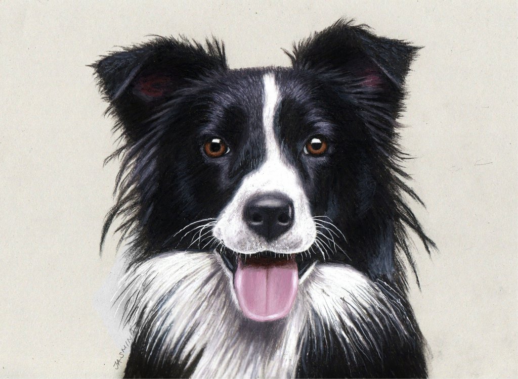 Border Collie Drawing Sketch