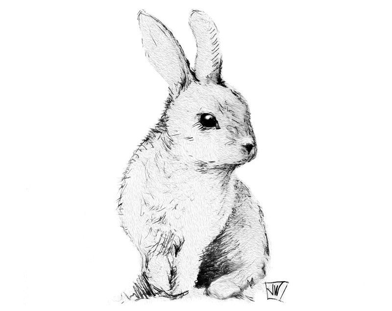 Bunny Drawing Amazing