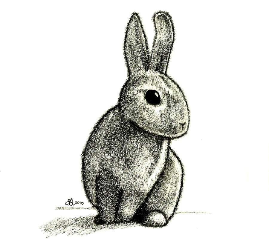 Bunny Drawing Beautiful Art
