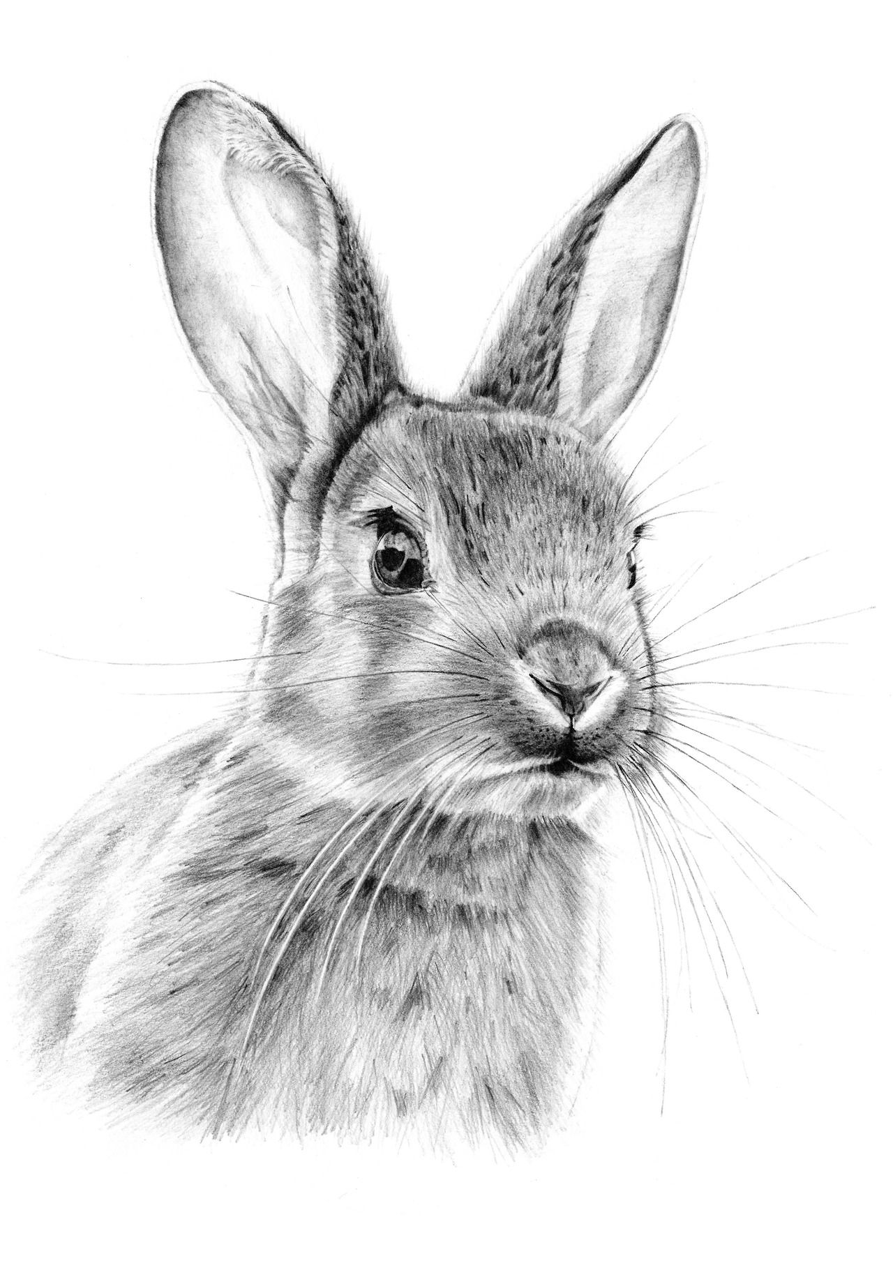 Bunny Drawing Beautiful Image
