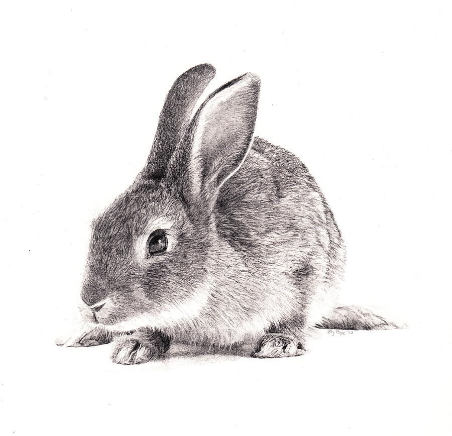 Bunny Drawing Creative Art