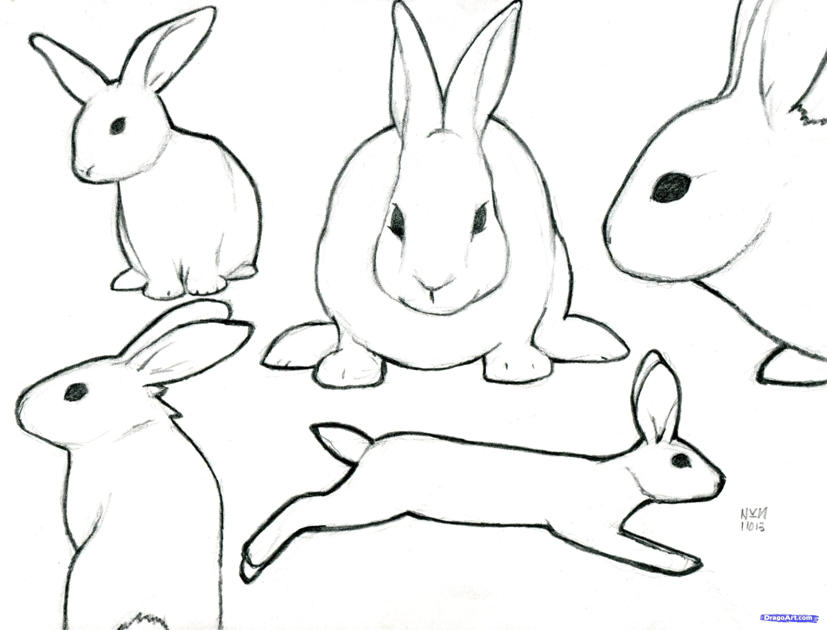 Bunny Drawing Image