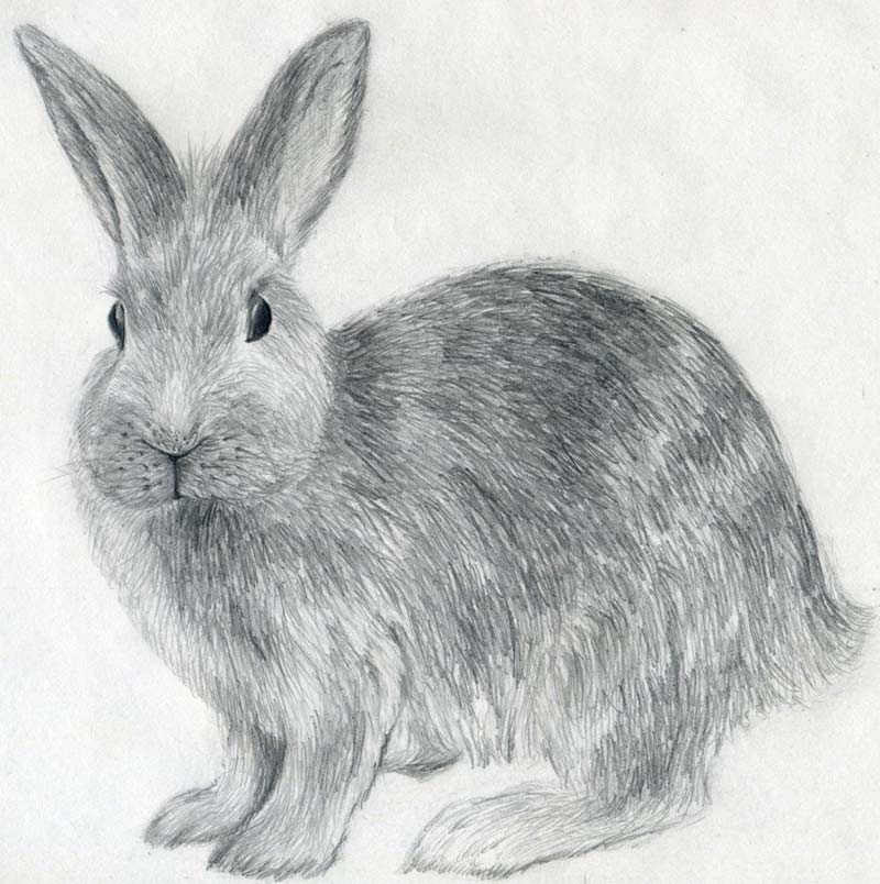 soft and velvety ink drawing of a cute rabbit with a  Stable Diffusion   OpenArt