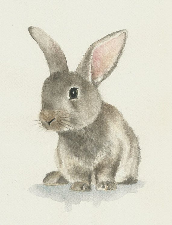 Bunny Drawing Photo