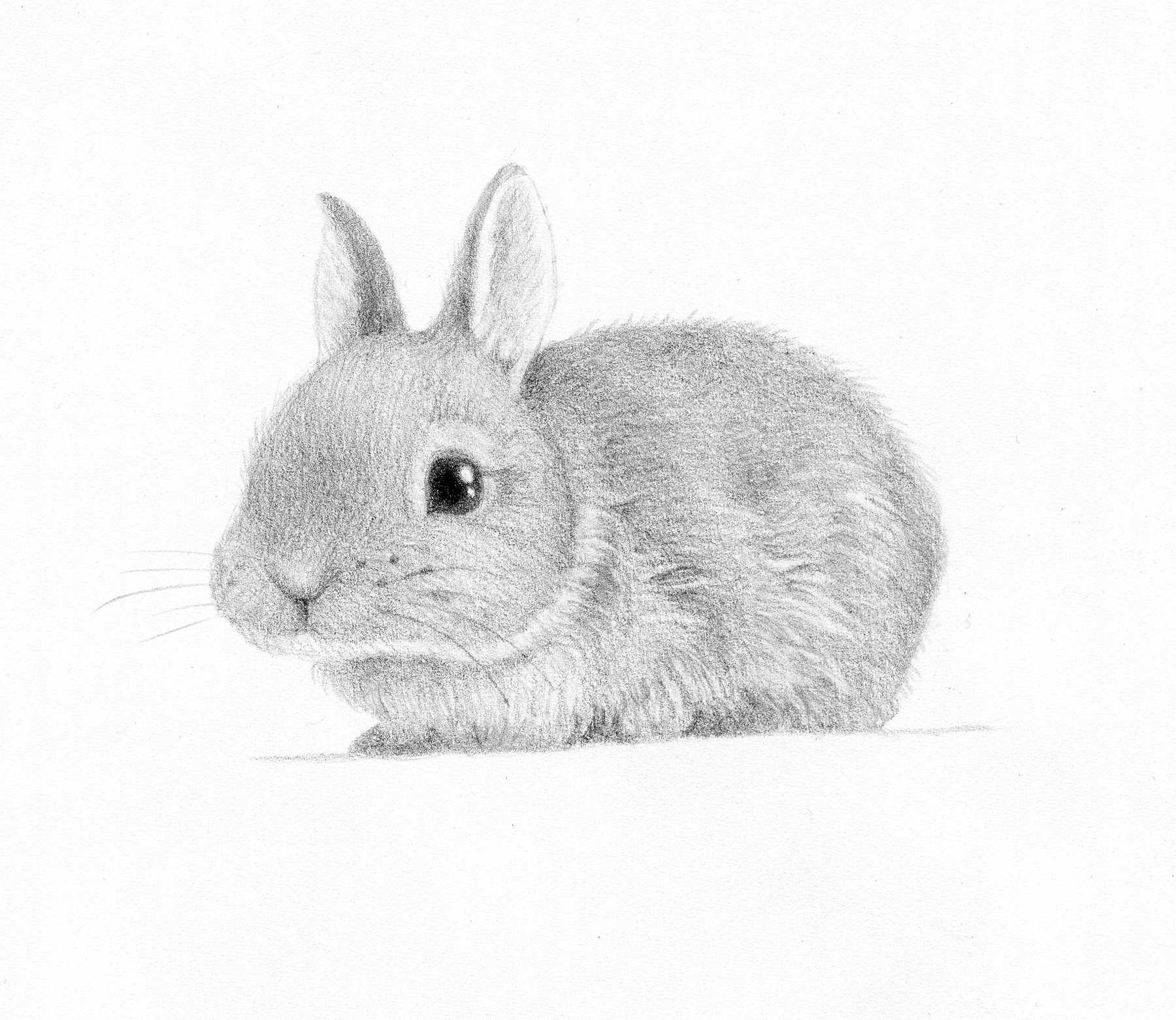 Bunny Drawing Pic