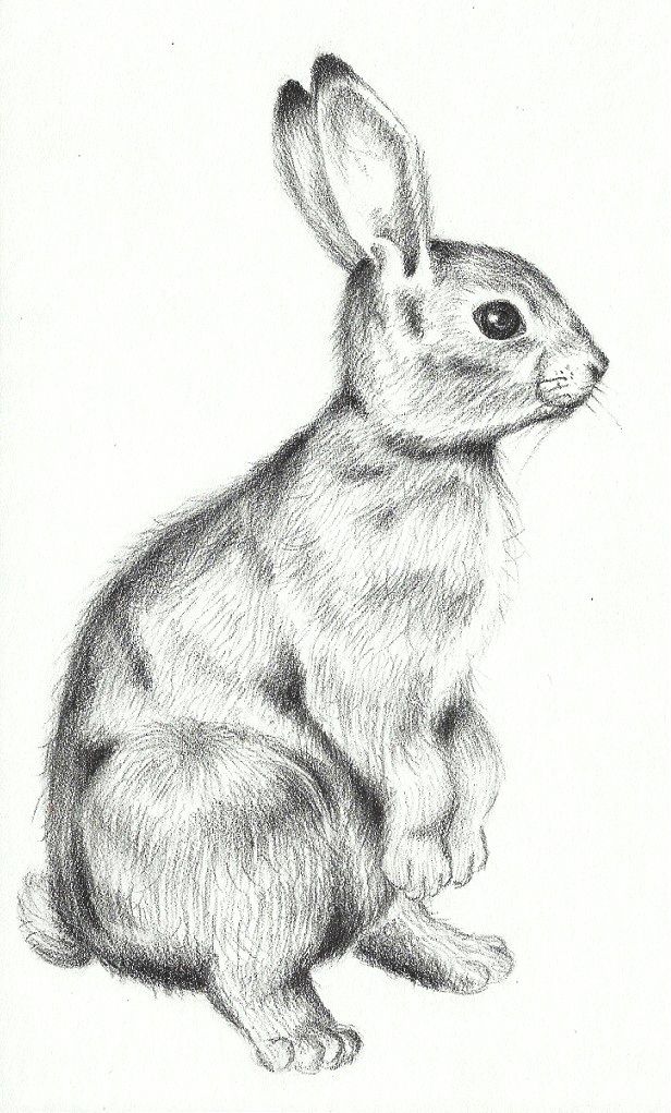 Bunny Drawing Pics