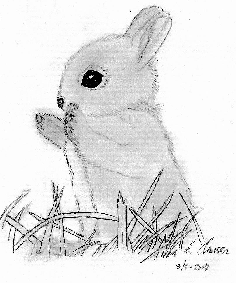 Bunny Drawing Picture