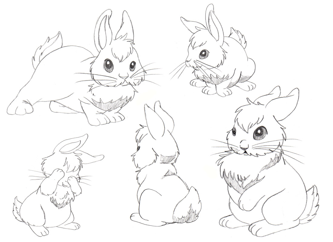 Bunny Drawing Sketch