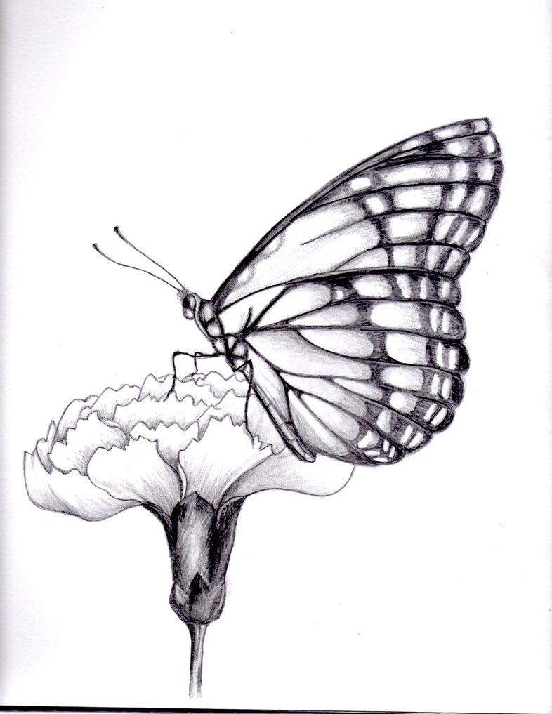 Butterfly Art Drawing