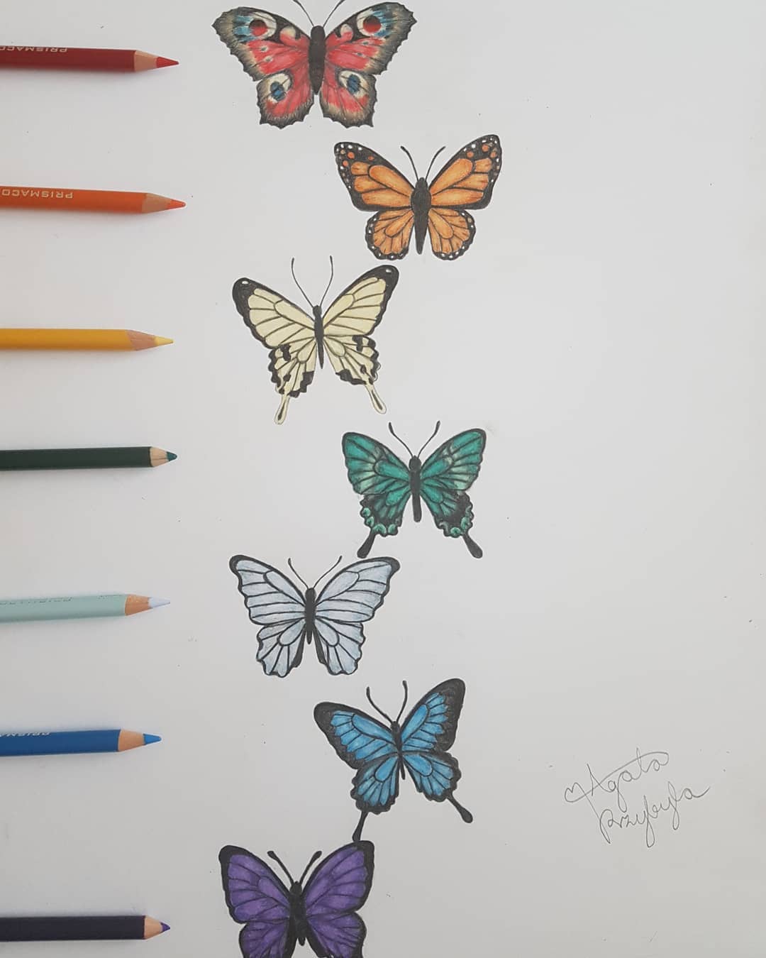 Butterfly Drawing Amazing
