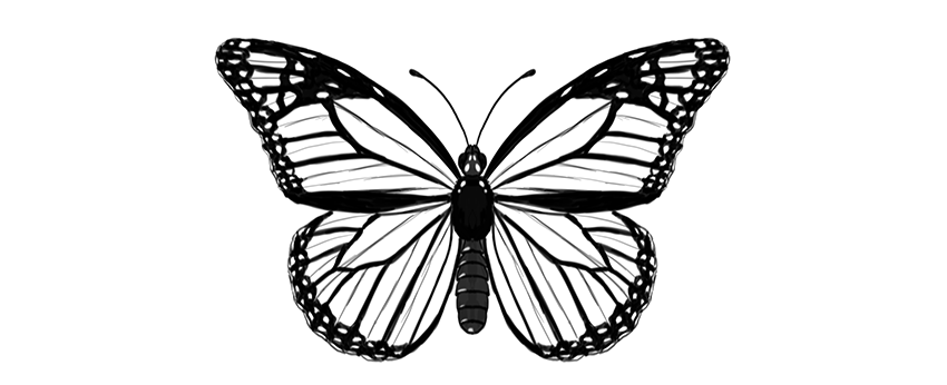 Butterfly Drawing Creative Art