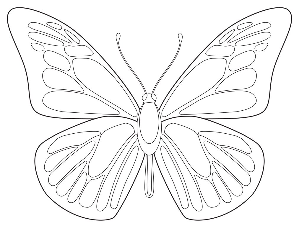 Butterfly Drawing High-Quality