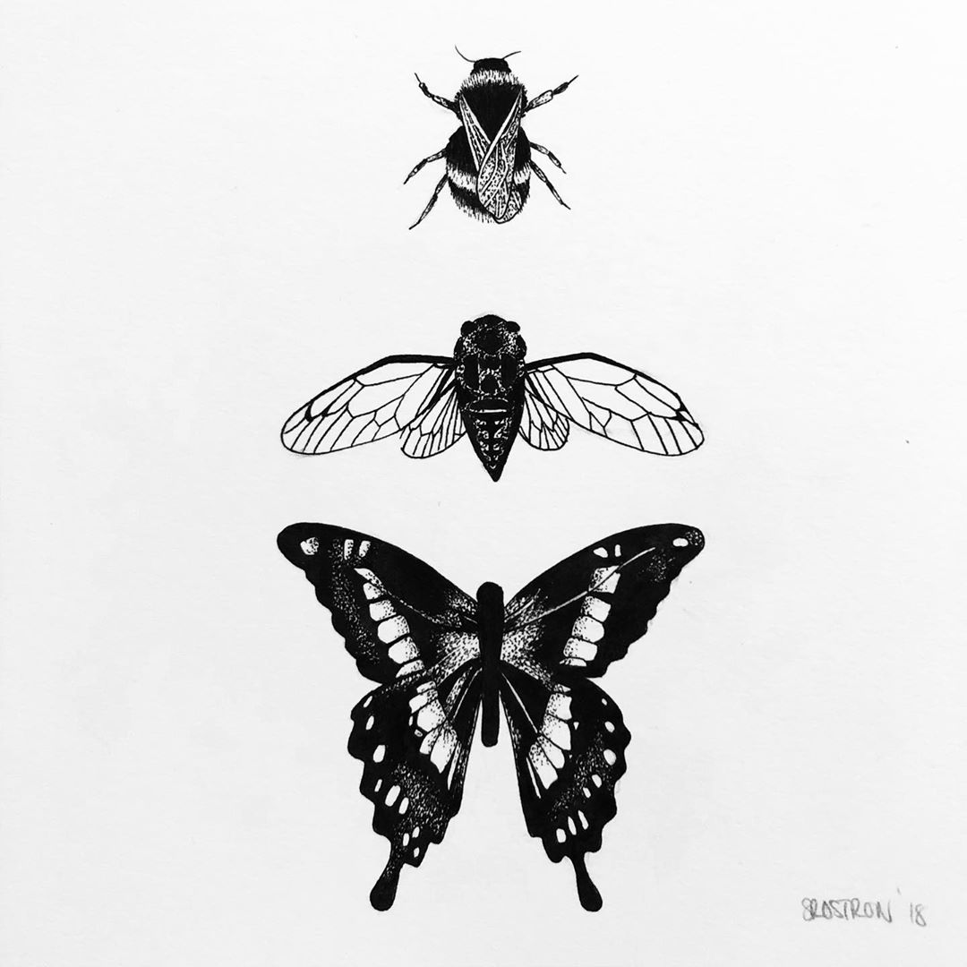 Butterfly Drawing Image