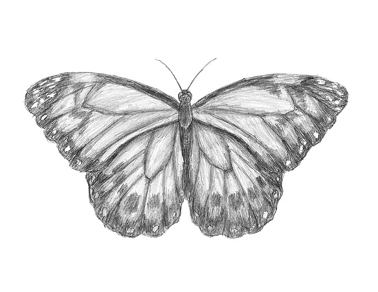Butterfly Drawing Images
