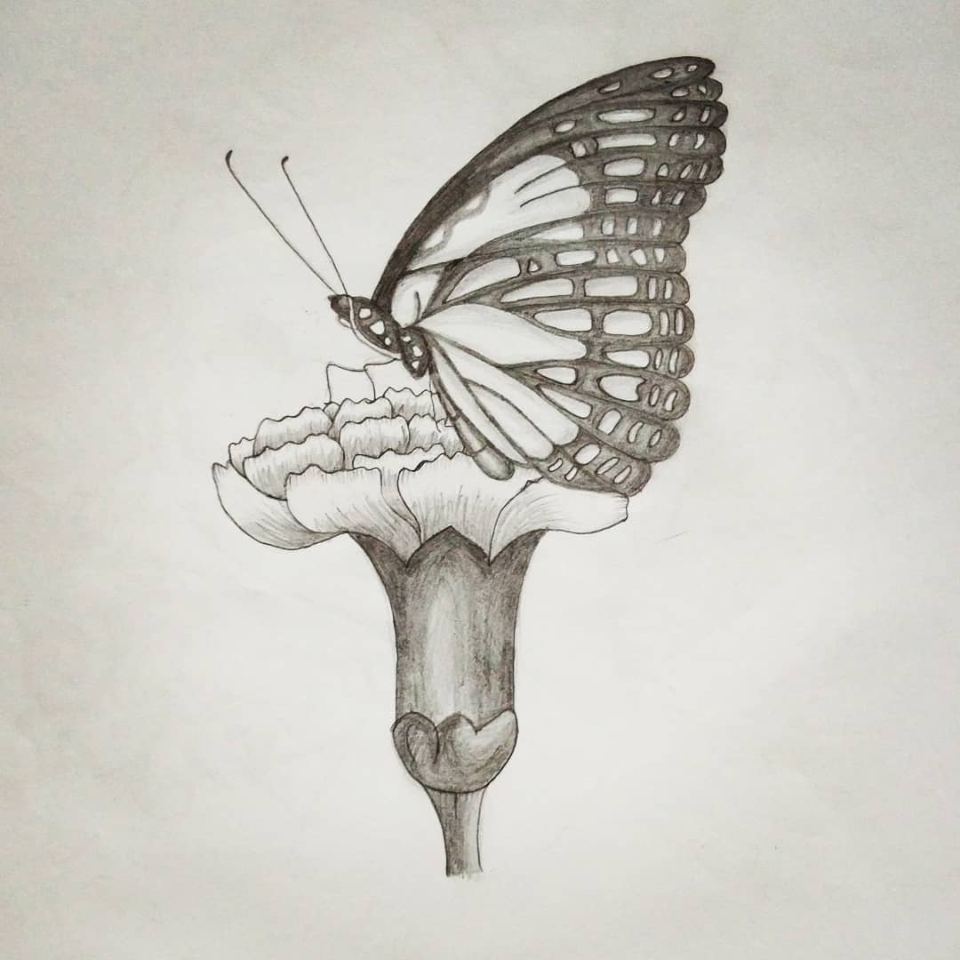 Butterfly Drawing Pic