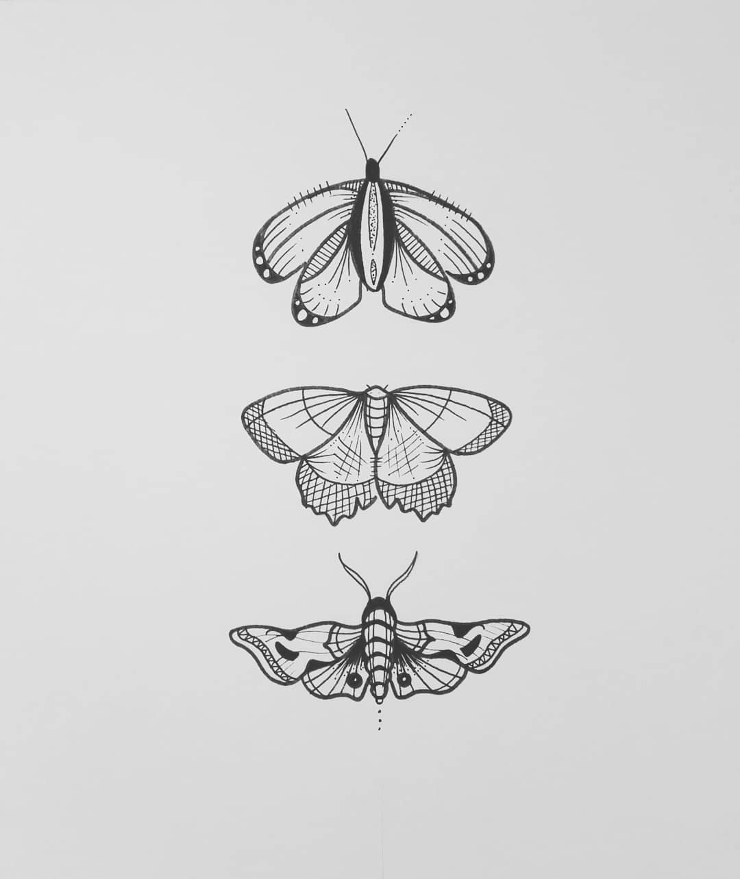 Butterfly Drawing Picture