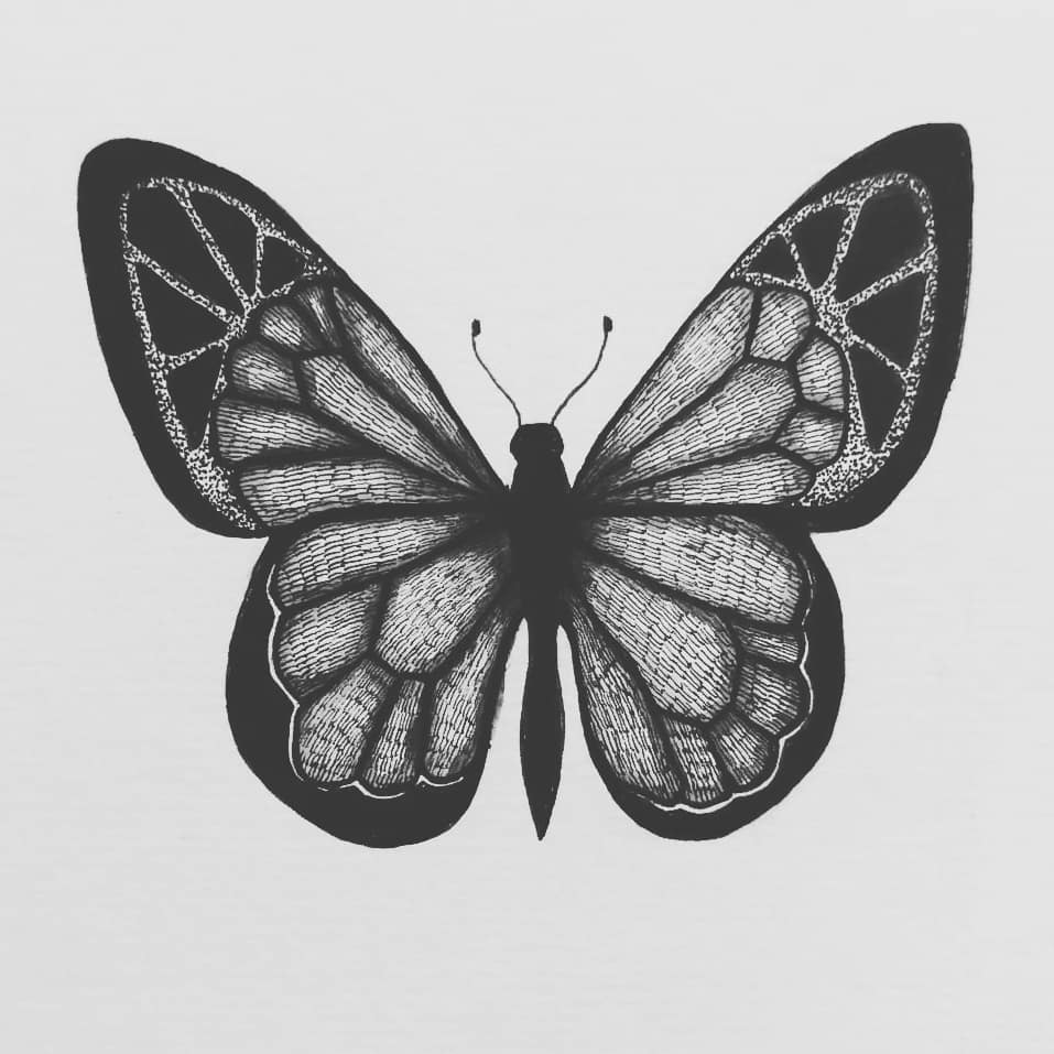 Butterfly Drawing Realistic