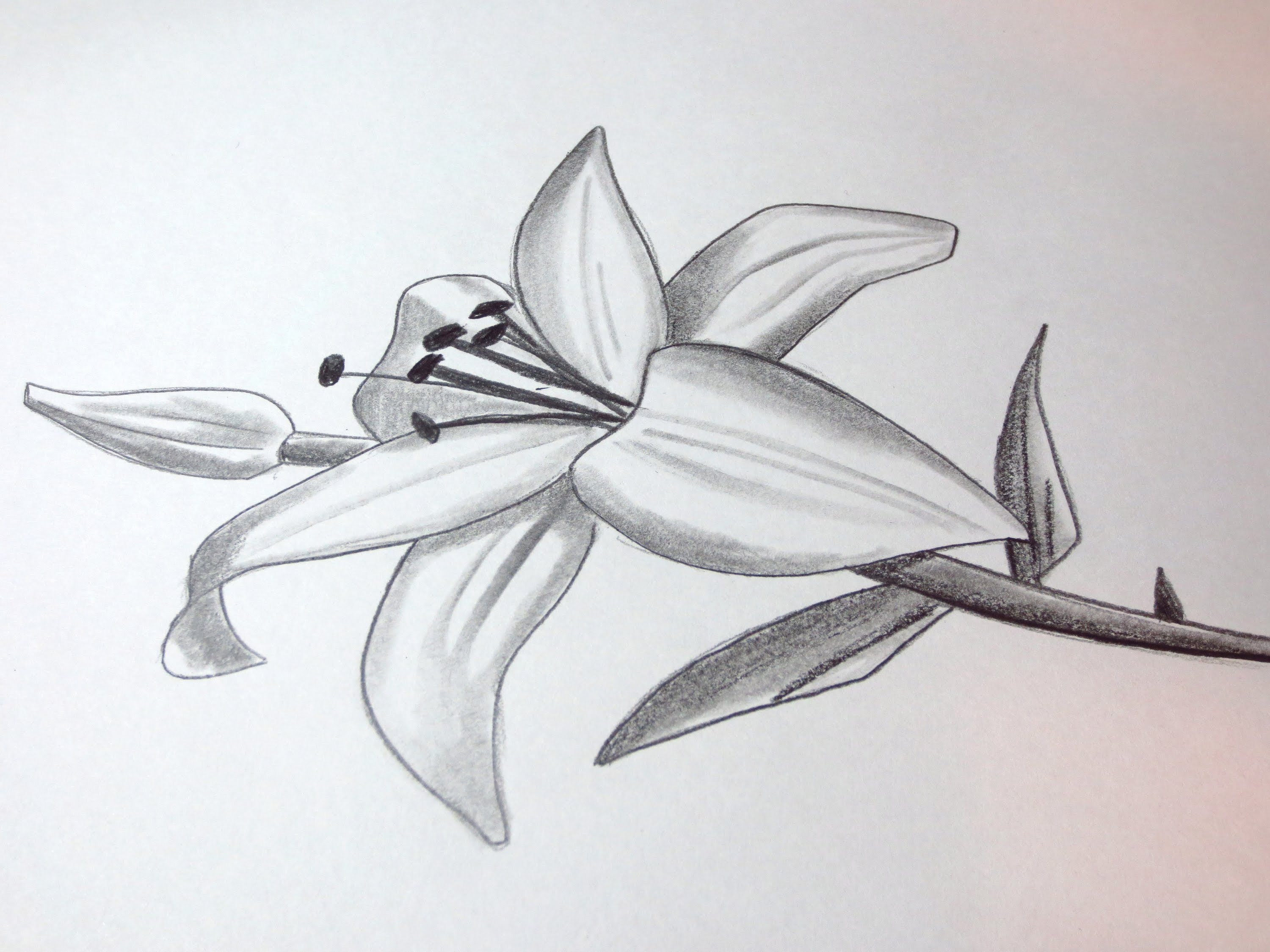 Calla Lily Drawing Amazing