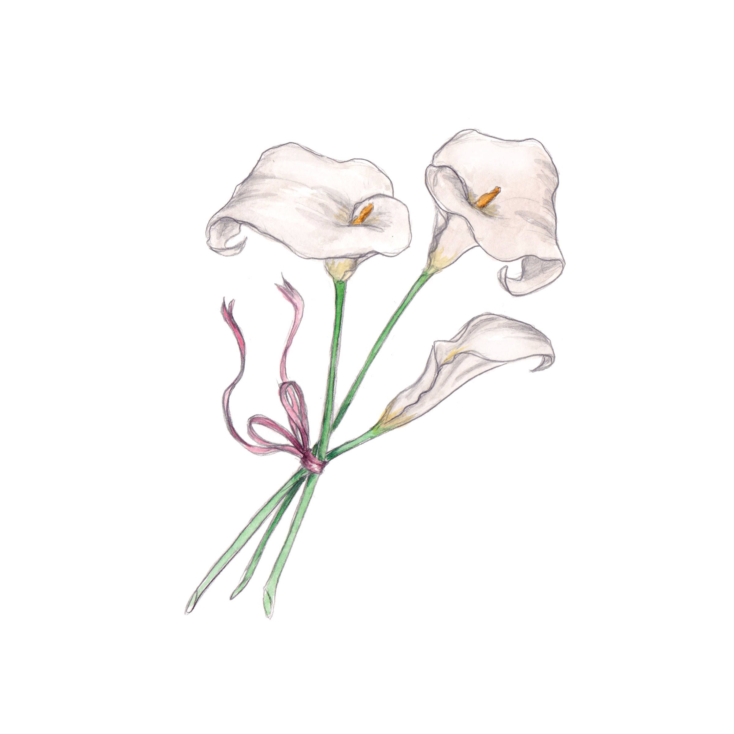 Calla Lily Drawing Image