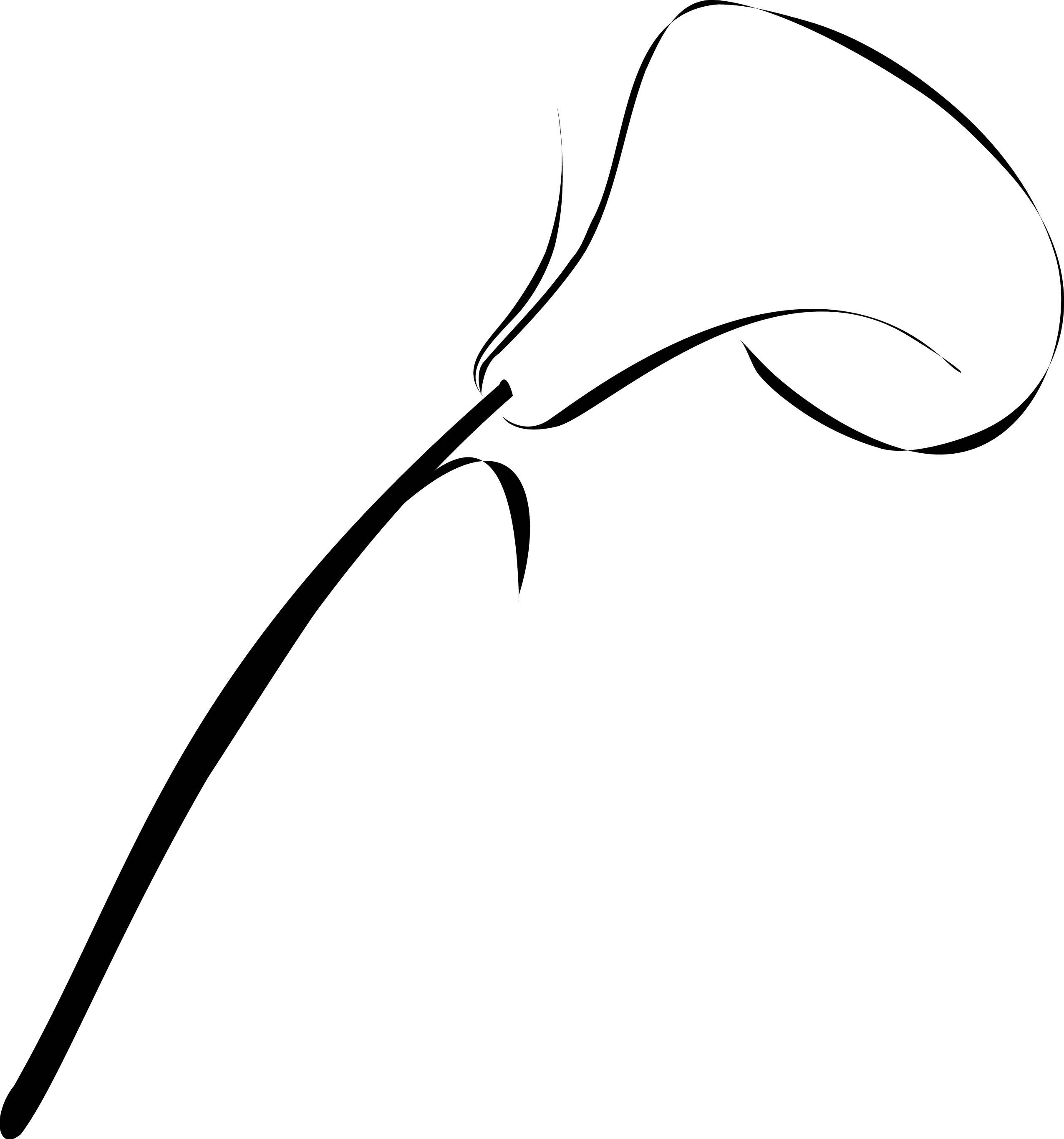 Calla Lily Drawing Picture