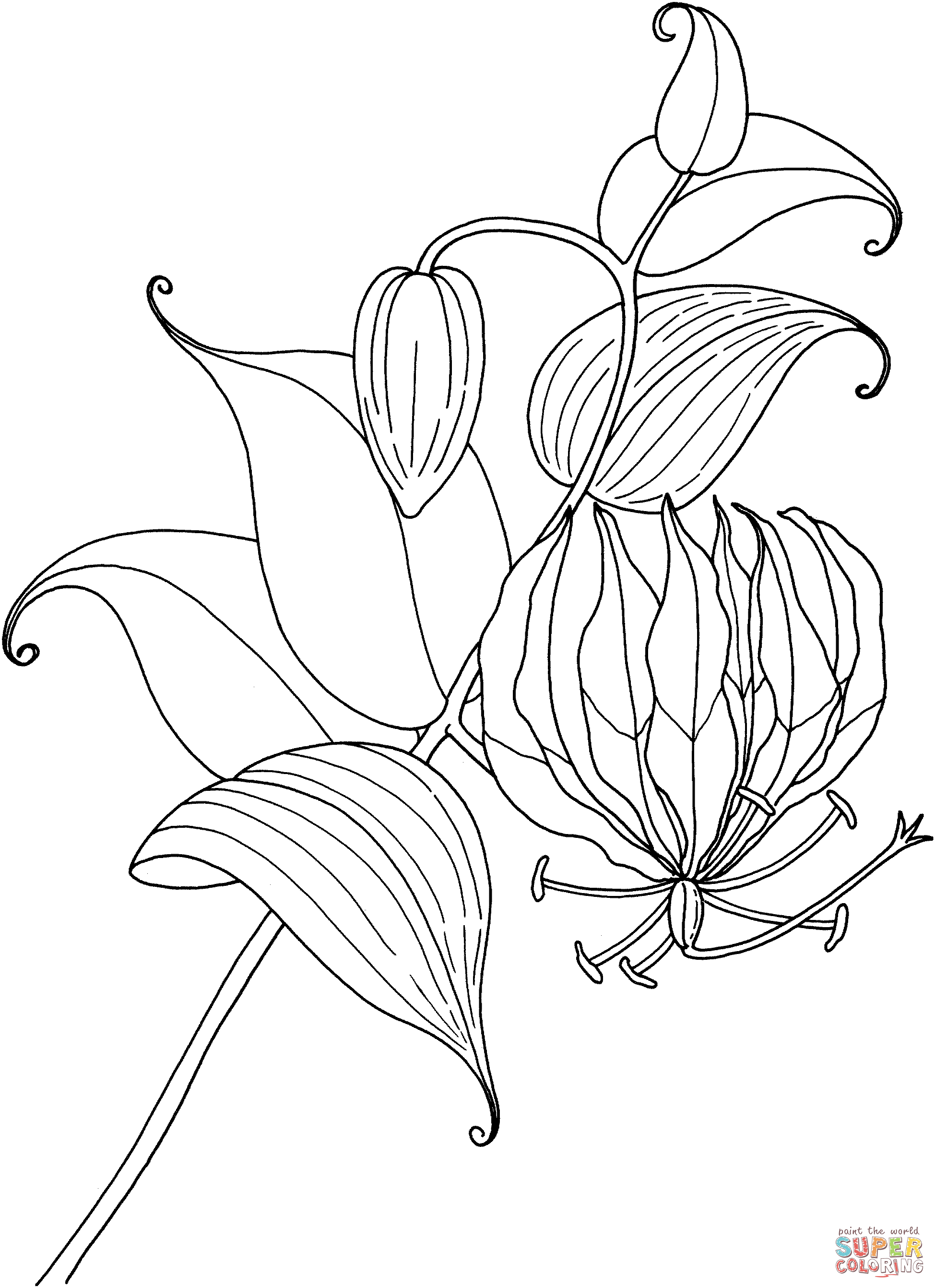 Calla Lily Drawing Sketch