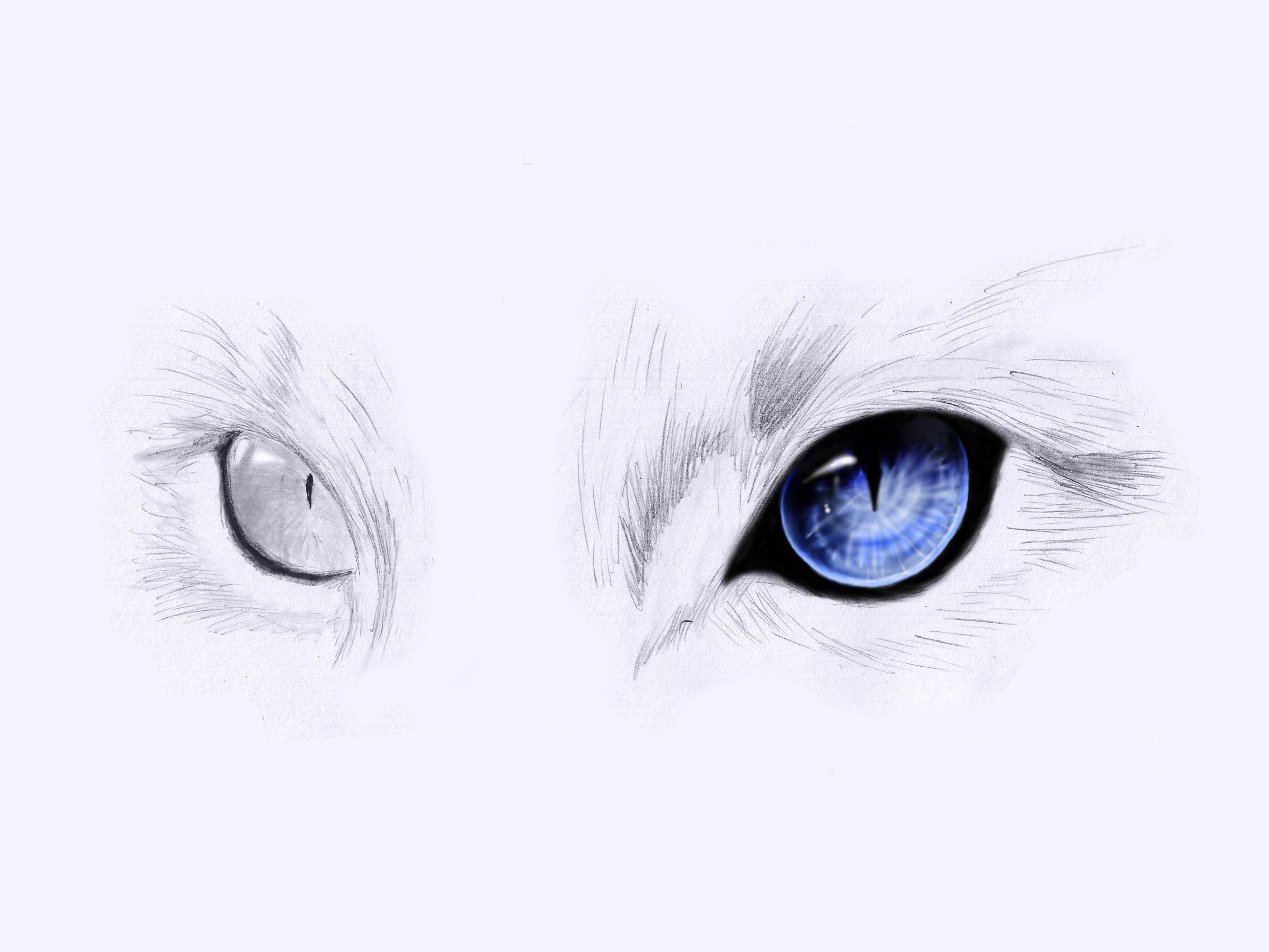 Cat Eyes Drawing Beautiful Image