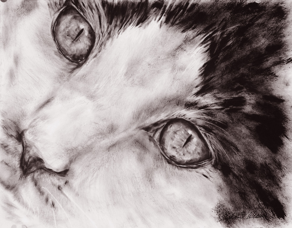 Cat Eyes Drawing High-Quality