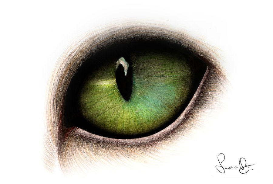 Cat Eyes Drawing Photo