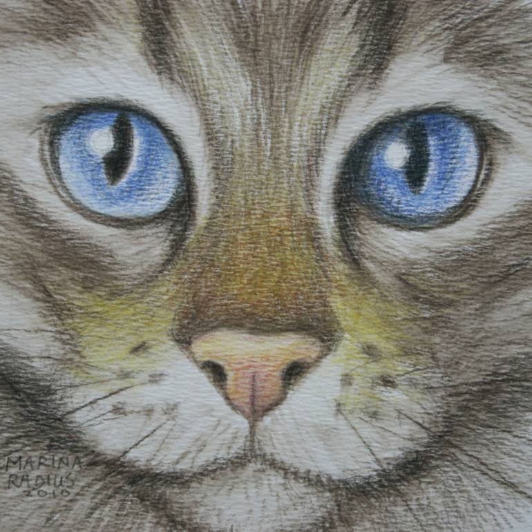 Cat Eyes Drawing Pics