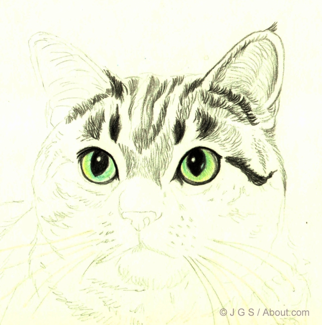 Cat Eyes Drawing Realistic