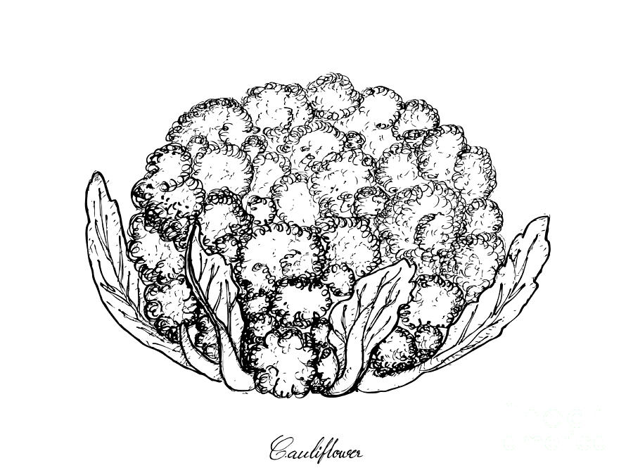 Cauliflower Drawing Photo