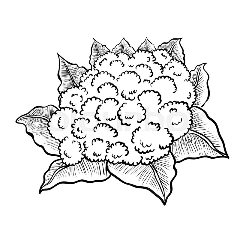 Cauliflower Drawing Pics