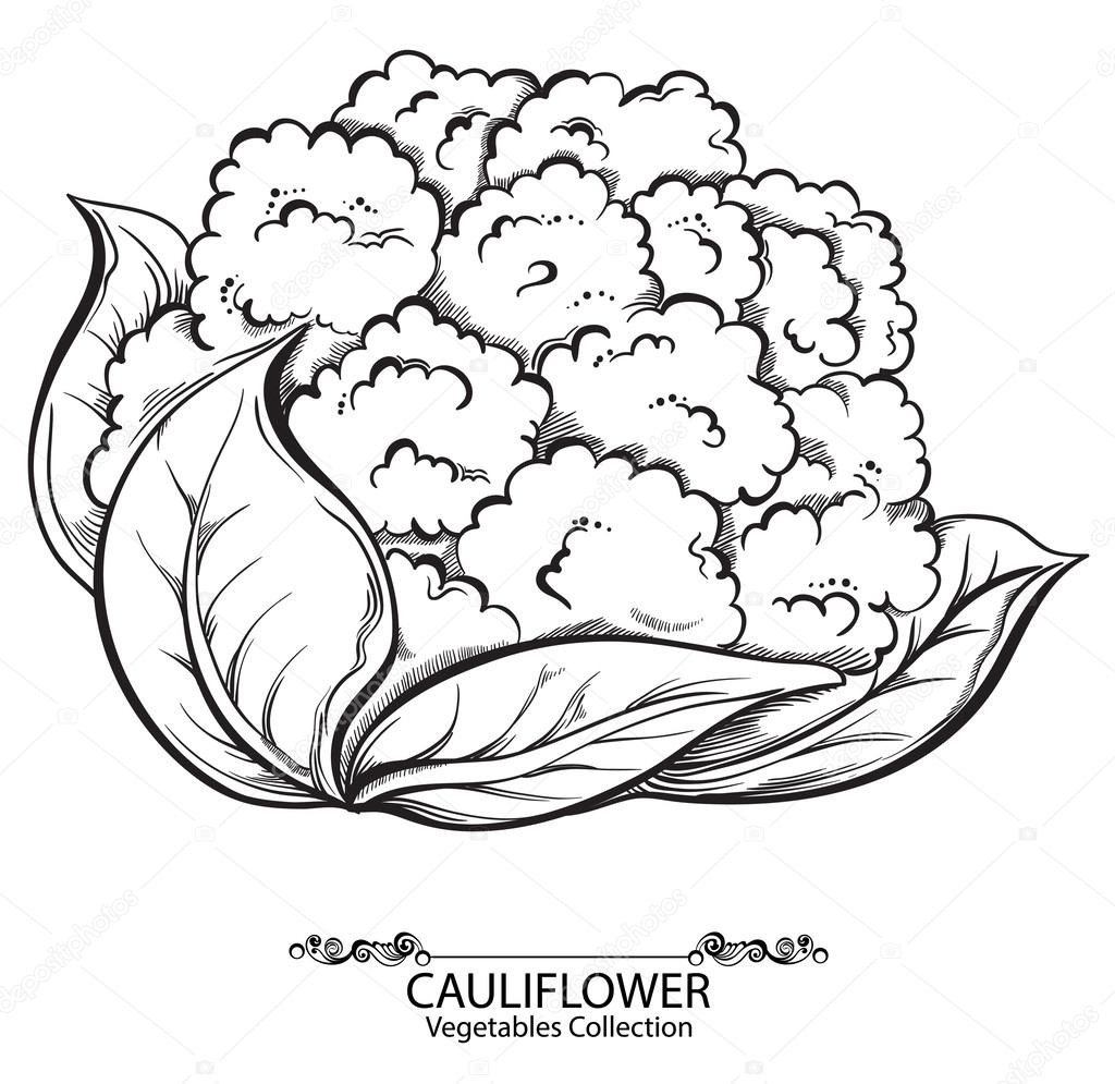 Cauliflower Drawing