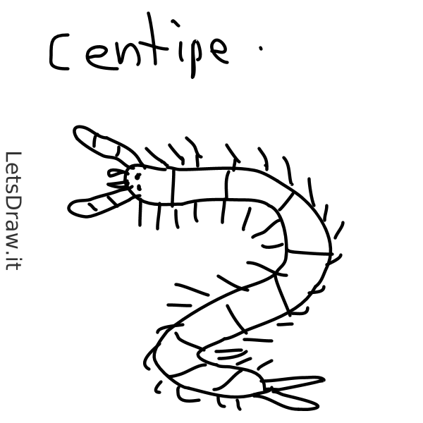 Centipede Drawing Amazing