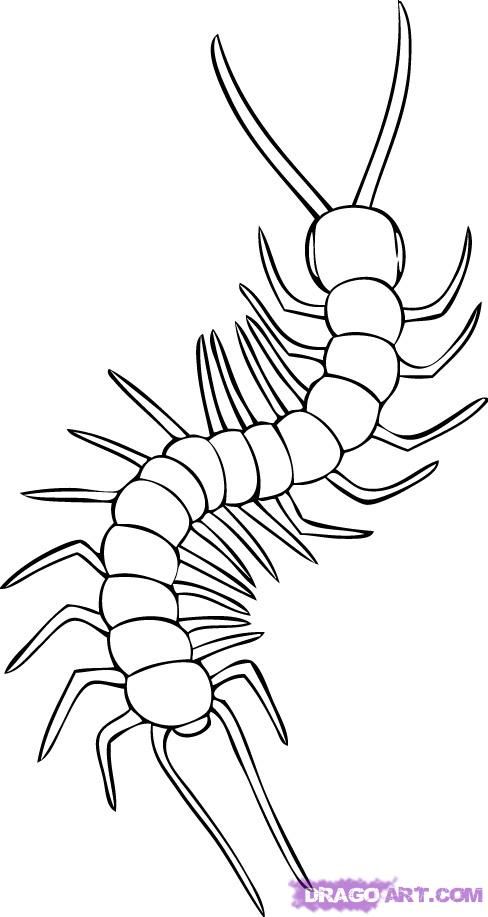 Centipede Drawing Art