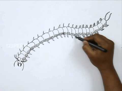 Centipede Drawing Beautiful Image