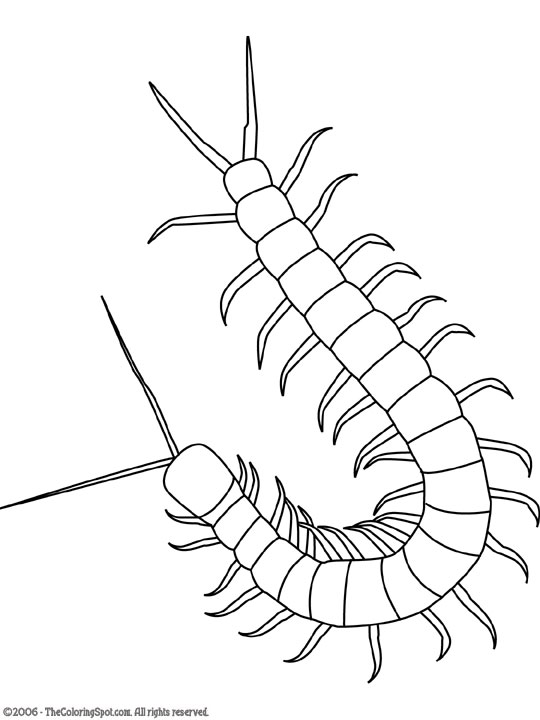 Centipede Drawing Image
