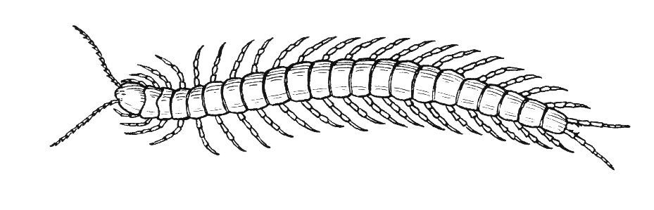 Centipede Drawing Photo