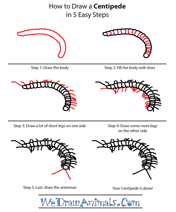 Centipede Drawing Pic
