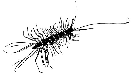 Centipede Drawing Pics