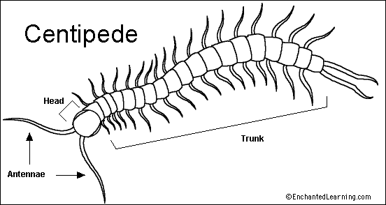 Centipede Drawing Picture