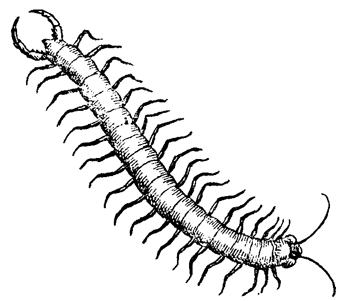 Centipede Drawing Sketch