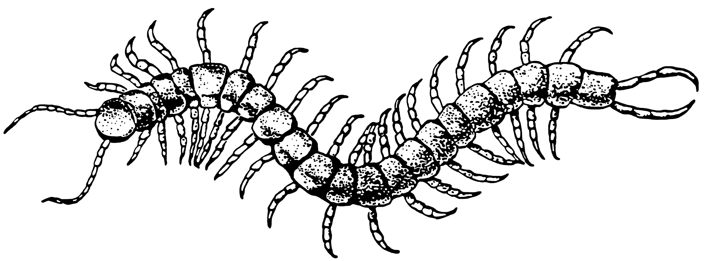 Centipede Drawing