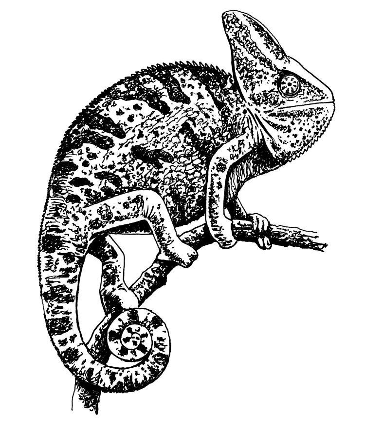 Chameleon Drawing Beautiful Image