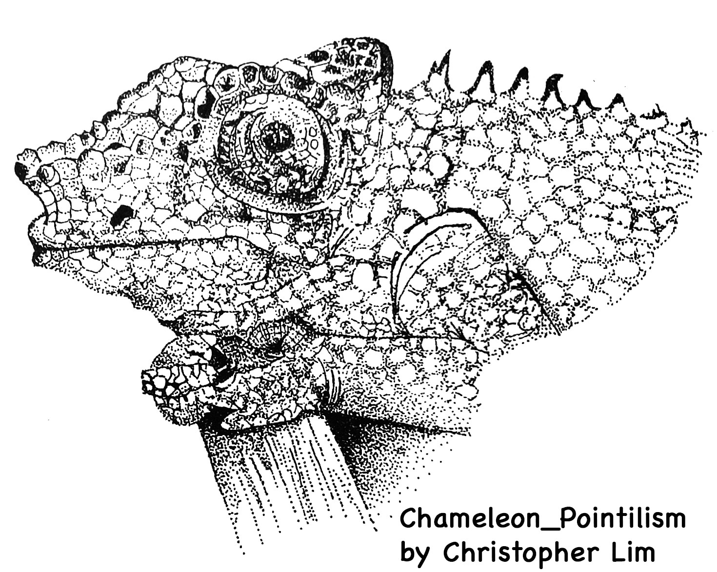 Chameleon Drawing High-Quality