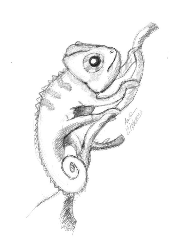 Chameleon Drawing Image