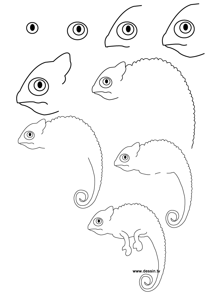 Chameleon Drawing Images