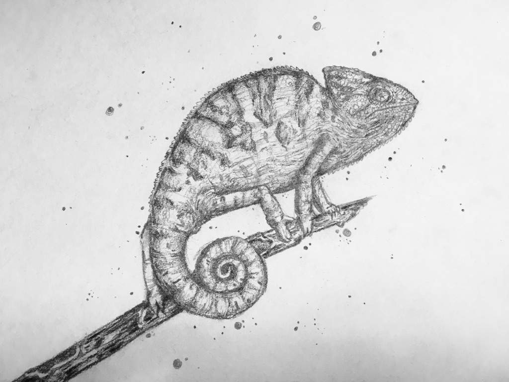 Chameleon Drawing Photo